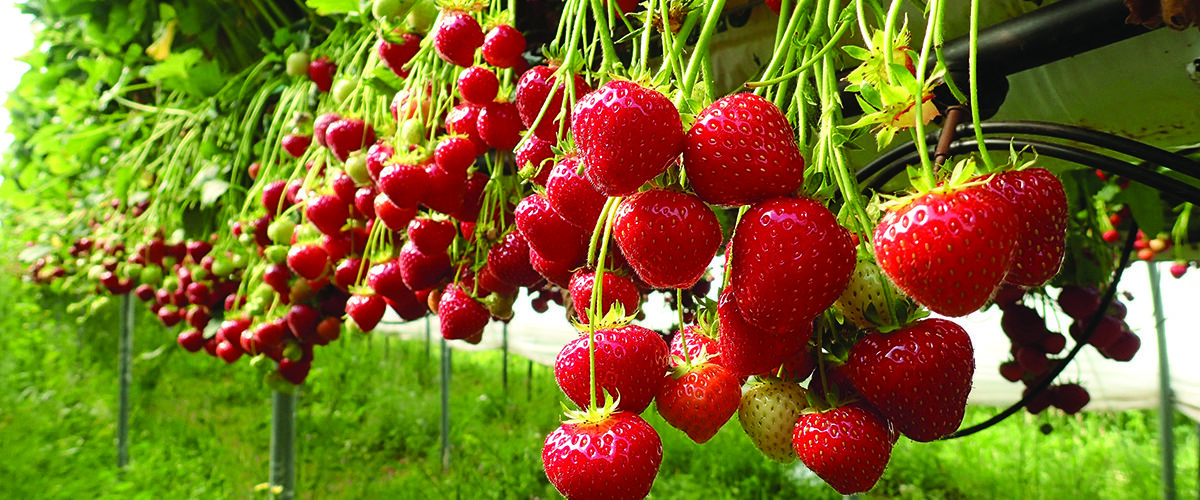Robots target labour gains for soft fruit growers