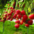 Robots target labour gains for soft fruit growers