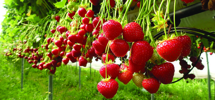 Robots target labour gains for soft fruit growers