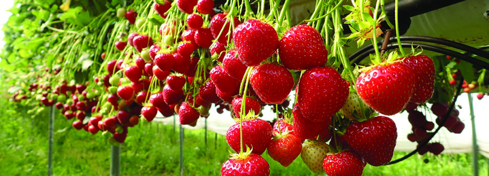 Robots target labour gains for soft fruit growers