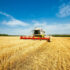 Heatwaves create harvest lottery as combinable yields diverge