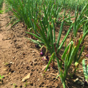 Drought-hit growers face smaller onion crop
