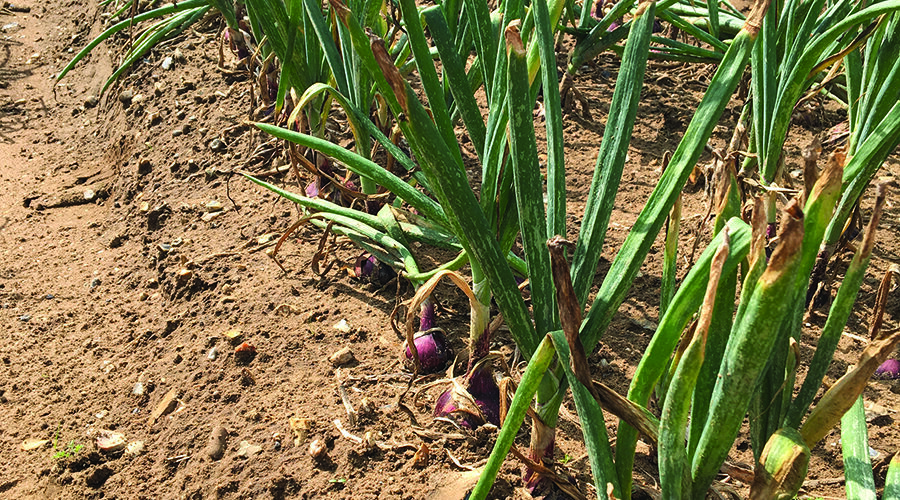 Drought-hit growers face smaller onion crop