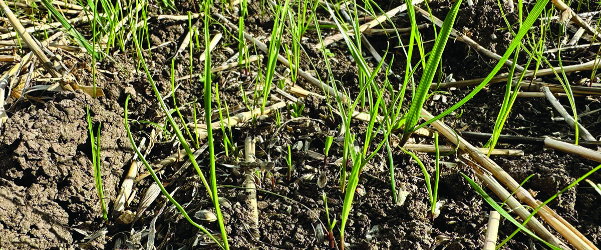 Early harvest gives growers head start on blackgrass