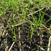 Early harvest gives growers head start on blackgrass