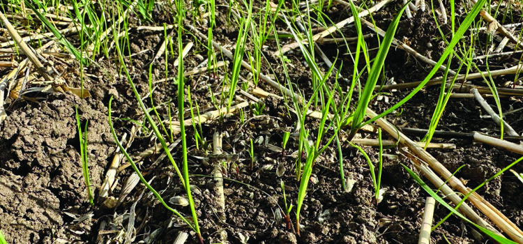 Early harvest gives growers head start on blackgrass