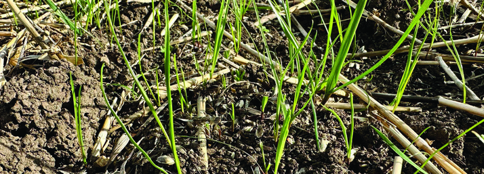 Early harvest gives growers head start on blackgrass