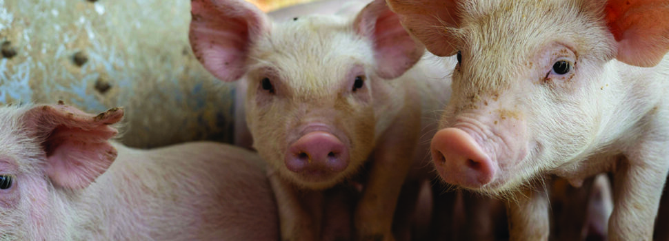 Warm weather raises fly risk in pig units