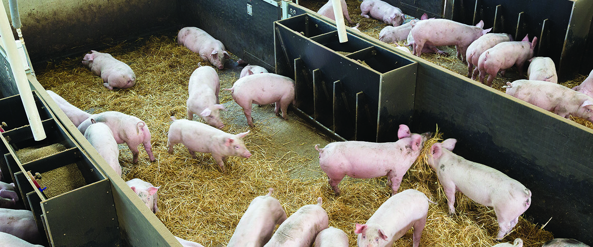 Pig producers tighten swine fever defences