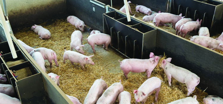 Pig producers tighten swine fever defences