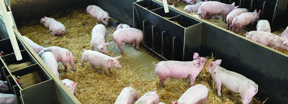 Pig producers tighten swine fever defences
