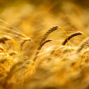 Disease tolerance cuts barley risk