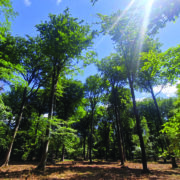 Partnership expands forestry and land services