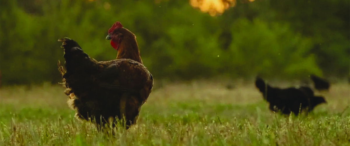 Poultry company seeks free-range growers