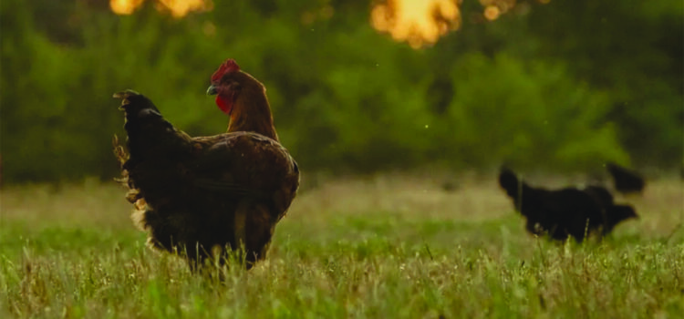 Poultry company seeks free-range growers