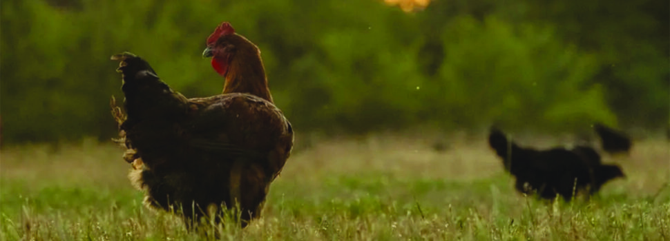 Poultry company seeks free-range growers