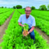 Carrot growers come together for demo day