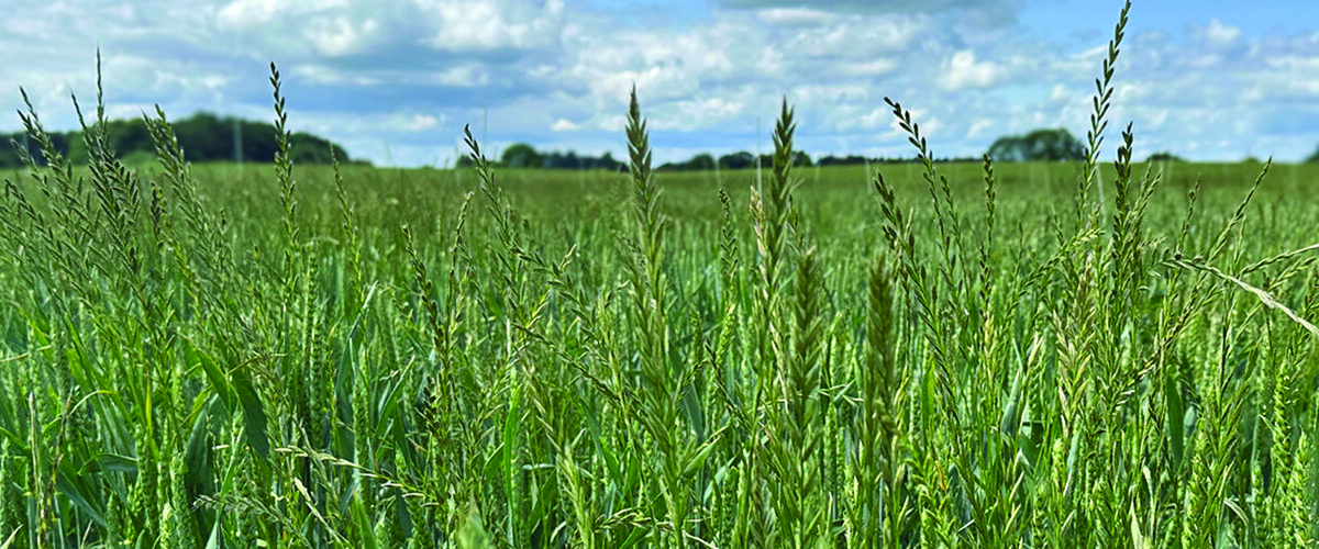 Ryegrass control a numbers game’