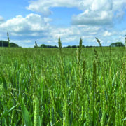 Ryegrass control a numbers game’