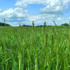 Ryegrass control a numbers game’