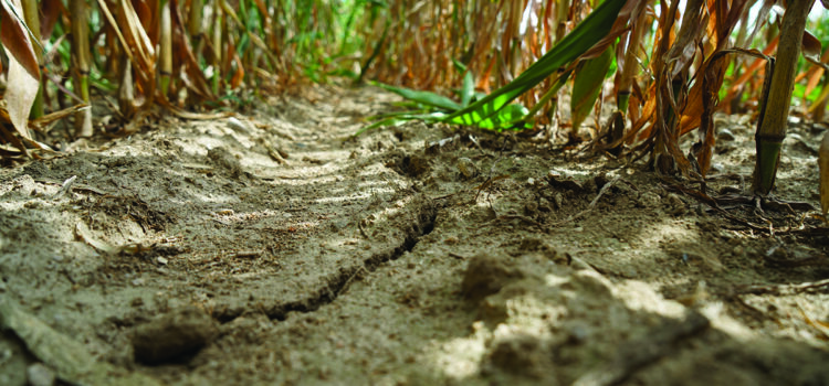 Bank offers drought-hit farms financial support