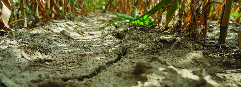 Bank offers drought-hit farms financial support