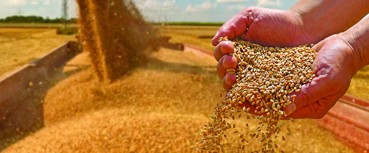 Yield maps help improve poor performing fields