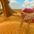 Yield maps help improve poor performing fields