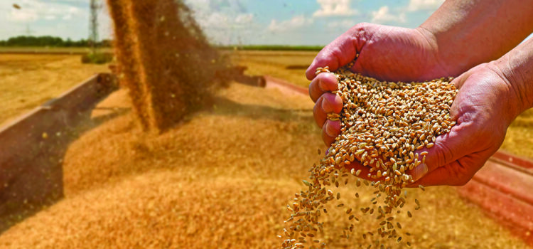 Yield maps help improve poor performing fields