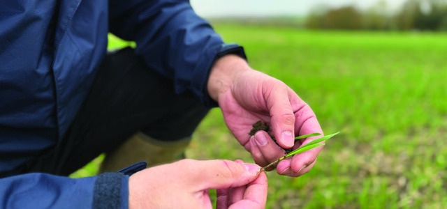 Hub targets better returns from phosphate spending