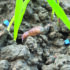 Rain revives slug threat to crops this autumn