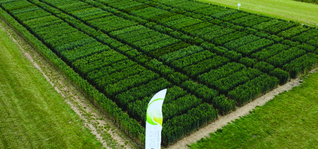 BYDV-resistant wheats beat conventional varieties