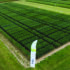 BYDV-resistant wheats beat conventional varieties