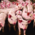 Pig producers take contract crisis to government