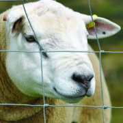 Five Ts for Tups: Don’t let ram fertility be an afterthought