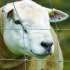 Five Ts for Tups: Don’t let ram fertility be an afterthought